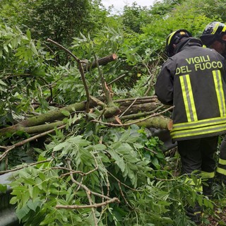 Ancora piante a terra e un palo inclinato, Vigili del Fuoco in azione a Masserano (foto di repertorio)