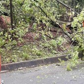 Alberi a terra in Valsessera, palo pericolante a Occhieppo: mattinata di interventi per i Vigili del Fuoco (foto di repertorio)