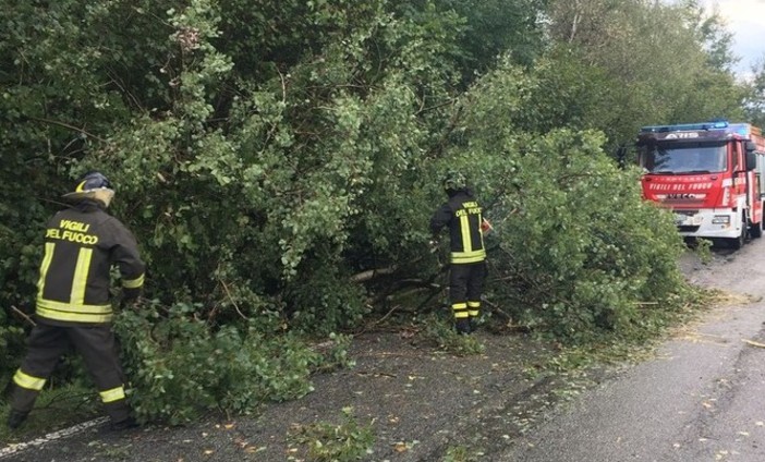 Due piante sulla strada a Biella, in azione i Vigili del Fuoco (foto di repertorio)