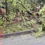 Alberi a terra in Valsessera, palo pericolante a Occhieppo: mattinata di interventi per i Vigili del Fuoco (foto di repertorio)