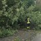 Maltempo, in Valle Elvo tre piante sulla strada: passante allerta i Vigili del Fuoco (foto di repertorio) Maltempo, in Valle Elvo tre piante sulla strada: passante allerta i Vigili del Fuoco (foto di repertorio)