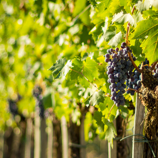 Regione Piemonte, ulteriori risorse per la vitivinicoltura: 19 milioni per promozione e turismo