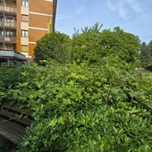 Verde pubblico a Biella, piazza Adua: marciapiedi invasi dall'erba