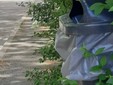 Erba alta e buche in città. Leone: "Biella soffre di una carenza eclatante di manutenzione ordinaria"