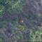Vibo Valentia, appicca il fuoco in un bosco ma viene ripreso da un drone
