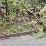 Pioggia e vento nel Biellese: alberi caduti sulle strade lungo la Serra e a Sostegno, foto archivio Pioggia e vento nel Biellese: alberi caduti sulle strade lungo la Serra e a Sostegno, foto archivio