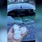 L'auto del comico Cosmin devastata dalla grandine nel bresciano, il video ironico