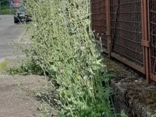 Erba alta e buche in città. Leone: "Biella soffre di una carenza eclatante di manutenzione ordinaria" Erba alta e buche in città. Leone: "Biella soffre di una carenza eclatante di manutenzione ordinaria"