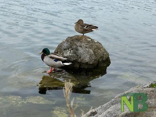 Arte e Artigianato sul Lago di Viverone FOTO Davide Finatti per newsbiella.it