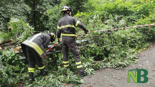 Forte vento sul Biellese, nuovi disagi: a terra piante a Miagliano e in Valsessera (foto di repertorio)