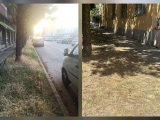 Gestione del verde a Biella, Seab: "Non era erba, era fieno" FOTO e VIDEO