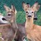 Belluno, liberati tre cuccioli di capriolo diventati fratelli dopo le cure Belluno, liberati tre cuccioli di capriolo diventati fratelli dopo le cure