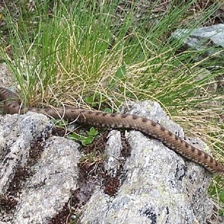 Immagine di repertorio