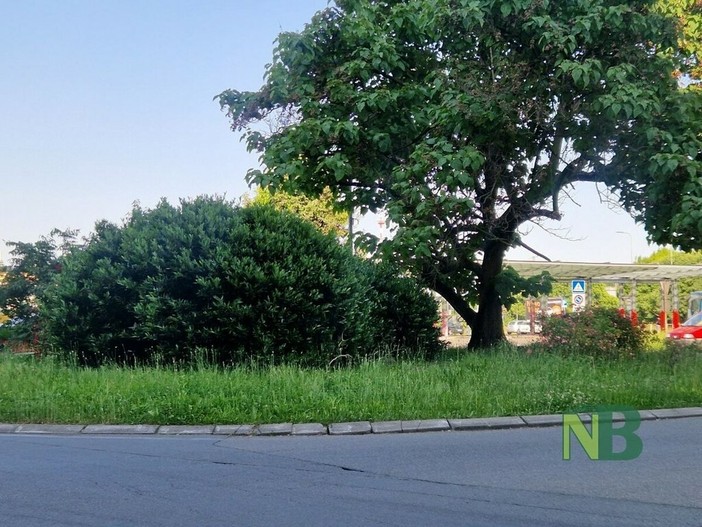 Biella, verde pubblico a Seab: appello ai privati e in arrivo nuove modalità di segnalazioni Biella, verde pubblico a Seab: appello ai privati e in arrivo nuove modalità di segnalazioni