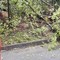 Crolla una pianta sulla strada in piena notte, i Vigili del Fuoco arrivano a Sala Biellese (foto di repertorio)