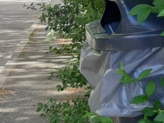 Erba alta e buche in città. Leone: "Biella soffre di una carenza eclatante di manutenzione ordinaria" Erba alta e buche in città. Leone: "Biella soffre di una carenza eclatante di manutenzione ordinaria"