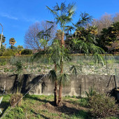 Viverone, intervento di valorizzazione al parco di Villa Lucca nel nome dell’economia circolare (foto dalla pagina Facebook di Viverone Insieme)