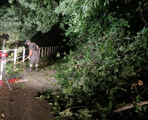 Campiglia Cervo, piante cadono a terra nella notte: chiusa la strada tra Tomati e Roreto FOTO Campiglia Cervo, piante cadono a terra nella notte: chiusa la strada tra Tomati e Roreto FOTO