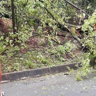 Crolla una pianta sulla strada in piena notte, i Vigili del Fuoco arrivano a Sala Biellese (foto di repertorio)