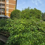 Verde pubblico a Biella, piazza Adua: marciapiedi invasi dall'erba Verde pubblico a Biella, piazza Adua: marciapiedi invasi dall'erba