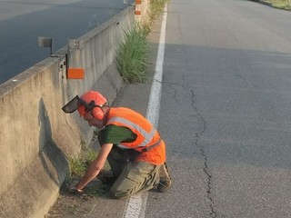 Gestione del verde a Biella, Seab: "Non era erba, era fieno" FOTO e VIDEO