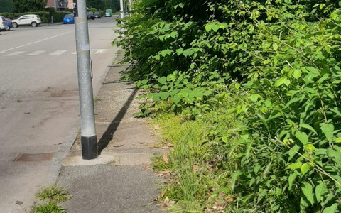 Erba alta e buche in città. Leone: "Biella soffre di una carenza eclatante di manutenzione ordinaria"
