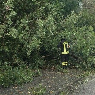 Crolla albero sulla strada, a Valdilana arrivano i Vigili del Fuoco (foto di repertorio)