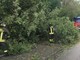 Maltempo, in Valle Elvo tre piante sulla strada: passante allerta i Vigili del Fuoco (foto di repertorio)