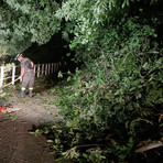 Campiglia Cervo, piante cadono a terra nella notte: chiusa la strada tra Tomati e Roreto FOTO Campiglia Cervo, piante cadono a terra nella notte: chiusa la strada tra Tomati e Roreto FOTO