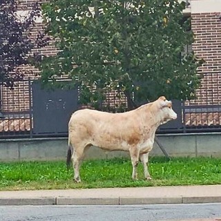 Leinì (TO), il sindaco Torella grazia la vitella dal macello: presto prenderà il suo nome