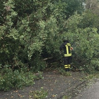 Due piante sulla strada a Biella, in azione i Vigili del Fuoco (foto di repertorio)