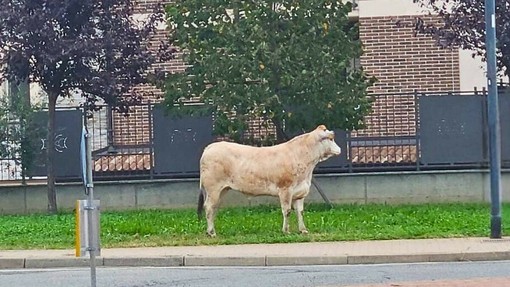 Leinì (TO), il sindaco Torella grazia la vitella dal macello: presto prenderà il suo nome