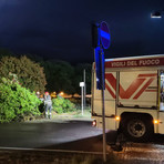 In foto, l'albero caduto a Biella In foto, l'albero caduto a Biella