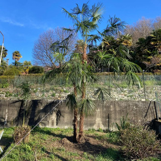 Viverone, intervento di valorizzazione al parco di Villa Lucca nel nome dell’economia circolare (foto dalla pagina Facebook di Viverone Insieme)