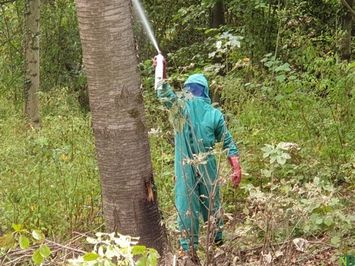 Api, vespe e calabroni, quando chiamare i Vigili del Fuoco Api, vespe e calabroni, quando chiamare i Vigili del Fuoco