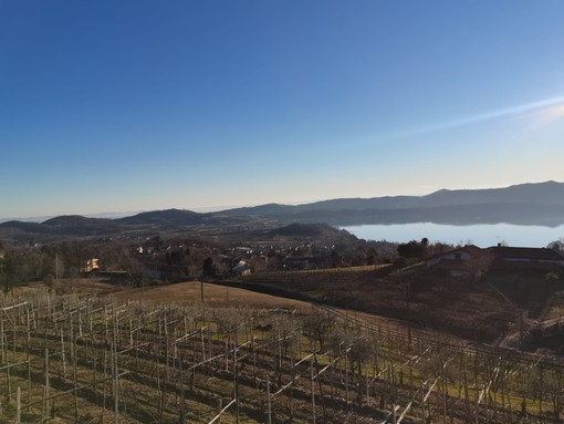 viverone comune viverone comune