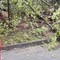 Albero pericolante sulla strada Candelo-Castellengo, arrivano i Vigili del Fuoco (foto di repertorio) Albero pericolante sulla strada Candelo-Castellengo, arrivano i Vigili del Fuoco (foto di repertorio)