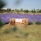 A giugno Roma si tinge di viola: torna la festa della lavanda al Lavandeto di Roma