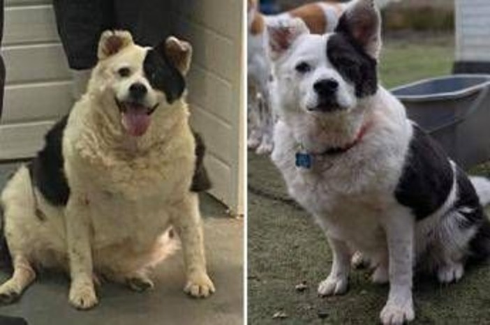 Da 30 a 15 chili in sei mesi, la rinascita di Patch: il cane che ha sconfitto l'obesità