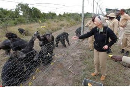 Addio a Jane Goodall, la donna che parlava con gli scimpanzé Addio a Jane Goodall, la donna che parlava con gli scimpanzé