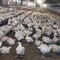 Meglio il pollo con pelle bianca o gialla? L'allevatore sfata un falso mito Meglio il pollo con pelle bianca o gialla? L'allevatore sfata un falso mito