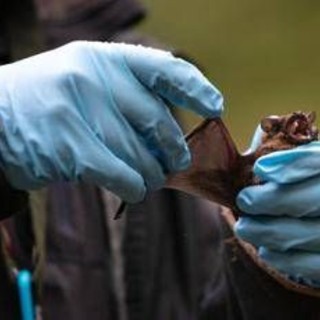 Coronavirus, pipistrelli e suini, lo studio sui rischi negli allevamenti del Nord Italia Coronavirus, pipistrelli e suini, lo studio sui rischi negli allevamenti del Nord Italia