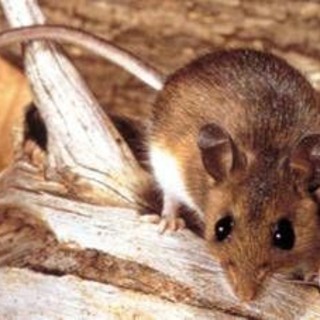 Hantavirus, il punto sul virus Andes: cosa sappiamo e cosa fare Hantavirus, il punto sul virus Andes: cosa sappiamo e cosa fare