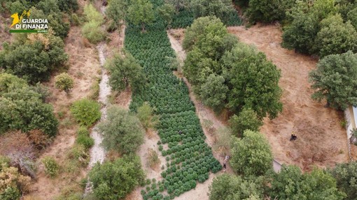 Sequestrate nel Nuorese due tonnellate e mezzo di droga