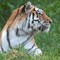 Scavalca il recinto e viene sbranato da una tigre allo zoo: tragedia nello Yorkshire Scavalca il recinto e viene sbranato da una tigre allo zoo: tragedia nello Yorkshire