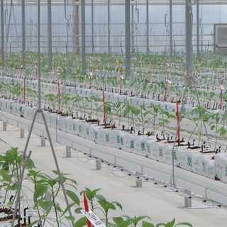 Bayer apre le porte all’innovazione, nuove serre hi-tech a Latina