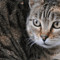 Scoperta nuova specie di felino selvatico, si trova in Bolivia: è il gatto Tilcayo Scoperta nuova specie di felino selvatico, si trova in Bolivia: è il gatto Tilcayo