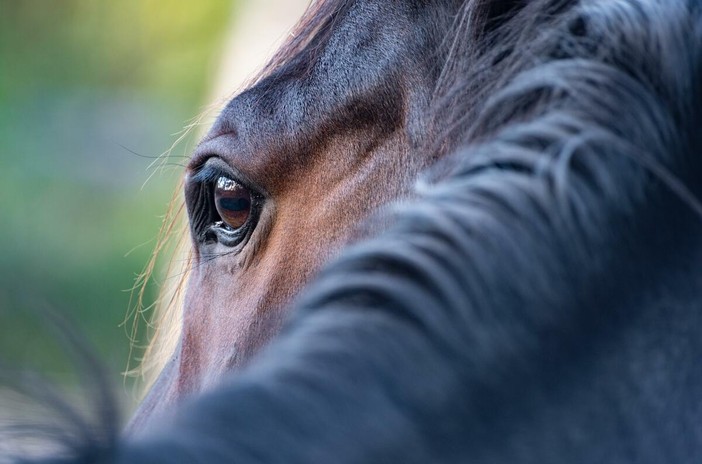 Intrappolato nel fango, salvato un cavallo al Tracciolino (foto di repertorio) Intrappolato nel fango, salvato un cavallo al Tracciolino (foto di repertorio)