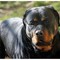 Lite tra ragazze per strada Porto Cesareo, 12enne azzannata da rottweiler a polpaccio
