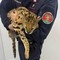 Milano, trovato e catturato un gattopardo africano nel parco di Garbagnate